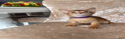 Abyssinian cats for sale: Beautiful abyssinian kittens - Advert 5