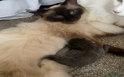 Mixed Breed cats for sale: Ragdoll X kitten for sale  - Image 3