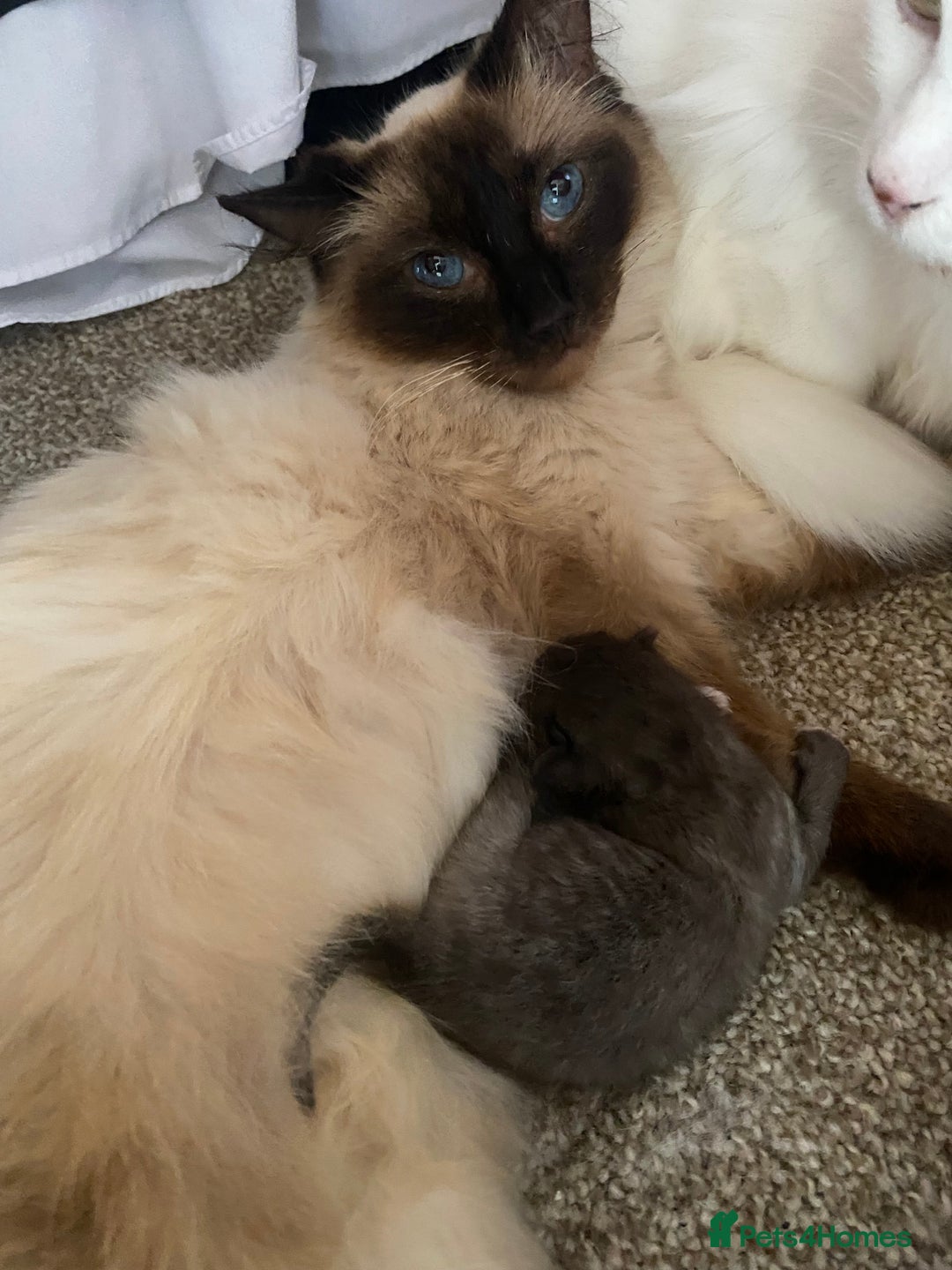 Mixed Breed cats for sale: Ragdoll X kitten for sale  - Image 3
