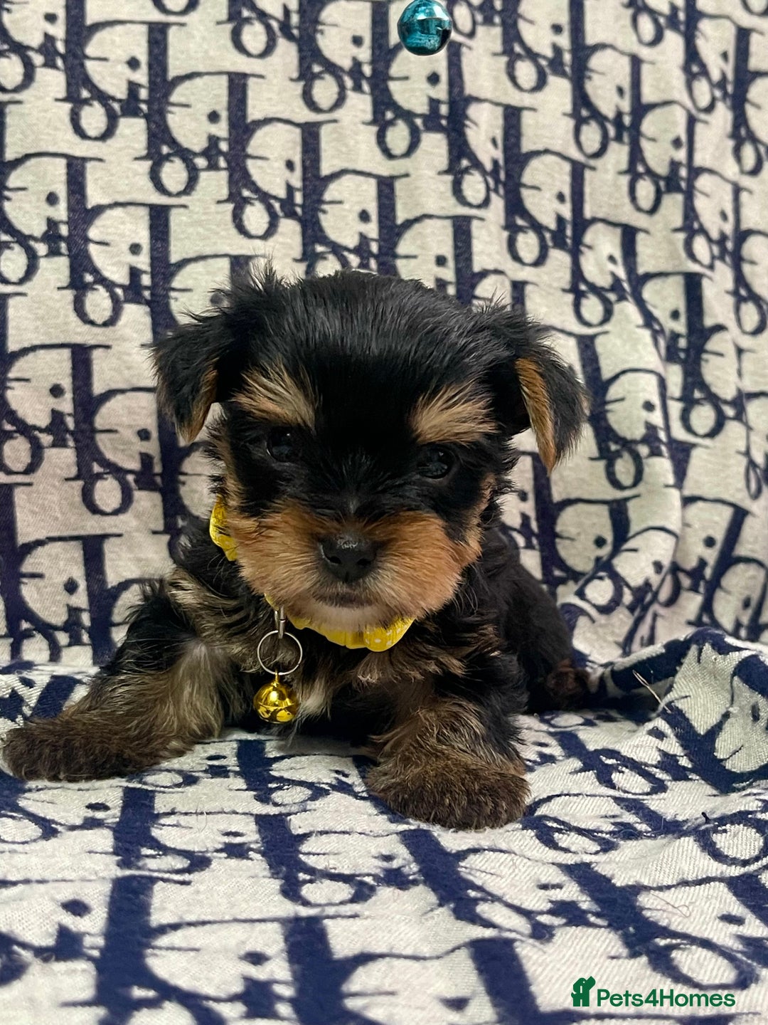 Yorkshire Terrier dogs for sale: Beautiful Yorkshire Terrier Puppies  - Advert 6