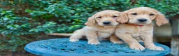 Golden Retriever dogs for sale: READY NOW Fox Red, KC, Health Tested Pups - Advert 4