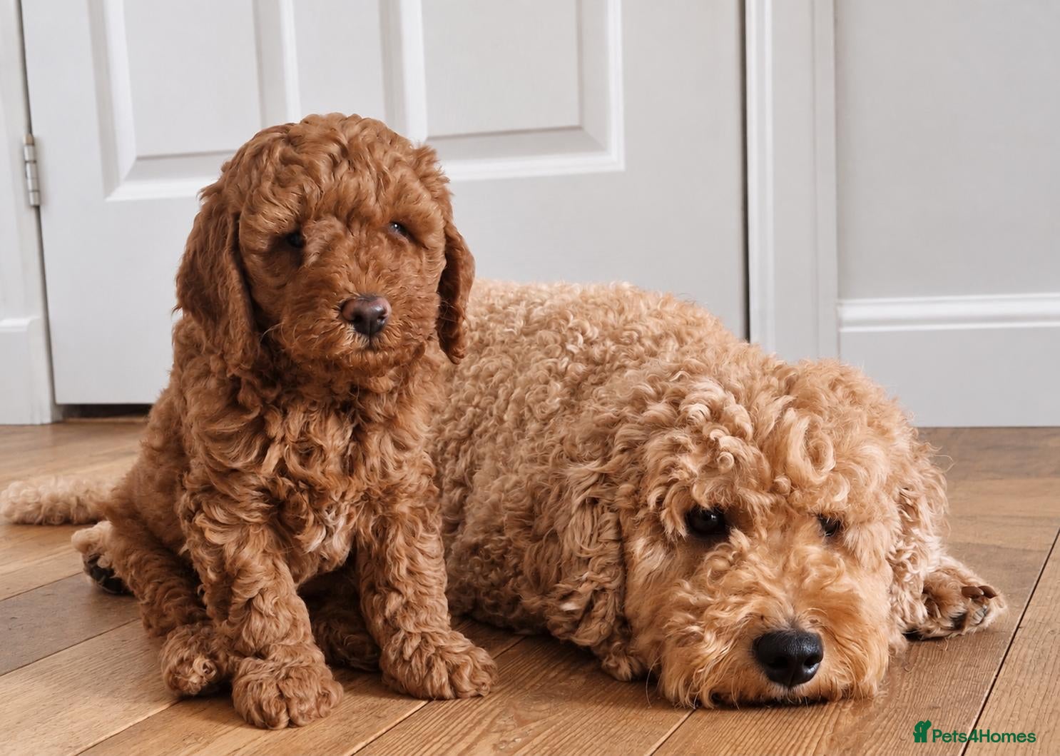 Cockapoo dogs cockapoo pups for sale - Advert 1