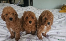 Mixed Breed dogs for sale: Westipoo ready  - Advert 3