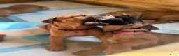 Boerboel dogs for sale: Elite Guard Neema X Spartan Dutch - Advert 25
