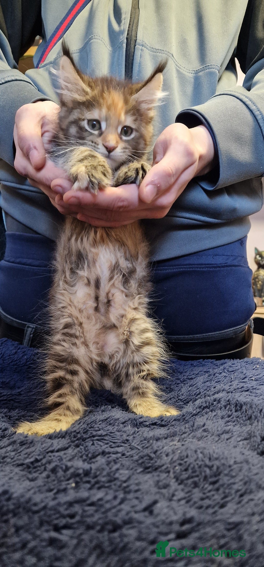 Maine Coon cats for sale: Maine Coon Kittens Looking for Loving Homes - Advert 16
