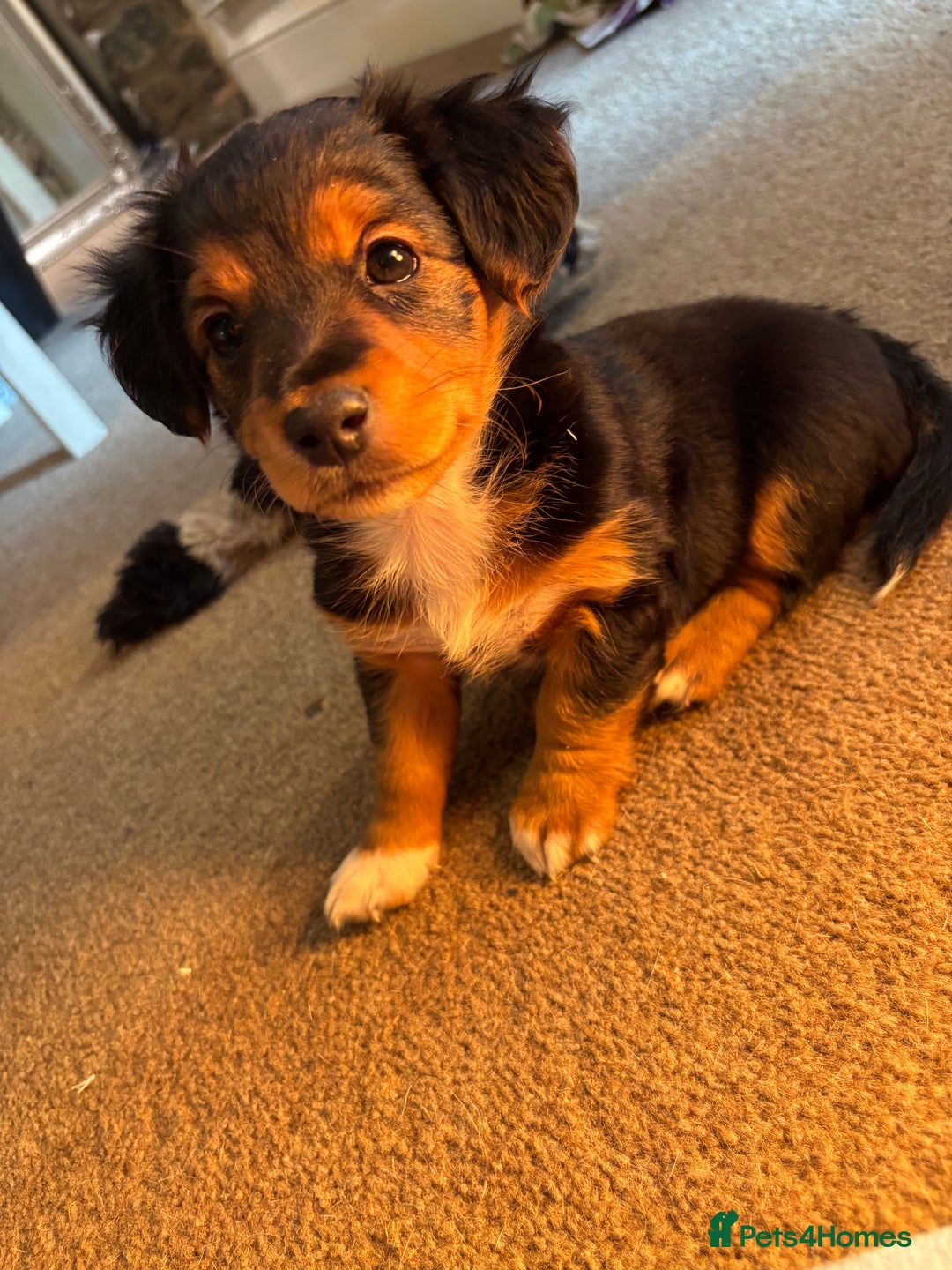 Jack Russell dogs for sale: Jack Russell terrier Pups!  - Advert 20