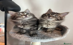 Ragdoll cats for sale: Beautiful Ragdoll Mix Kittens - Image 2