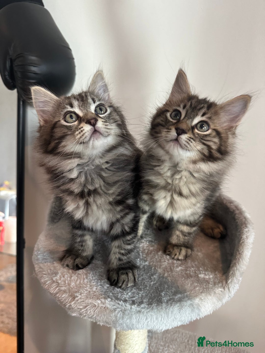 Ragdoll cats for sale: Beautiful Ragdoll Mix Kittens - Image 2
