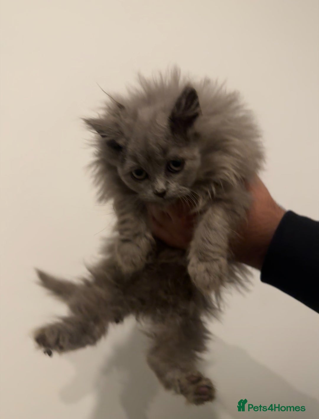 British Longhair cats for sale: Adorable British Longhair Kittens Ready Now! - Advert 2