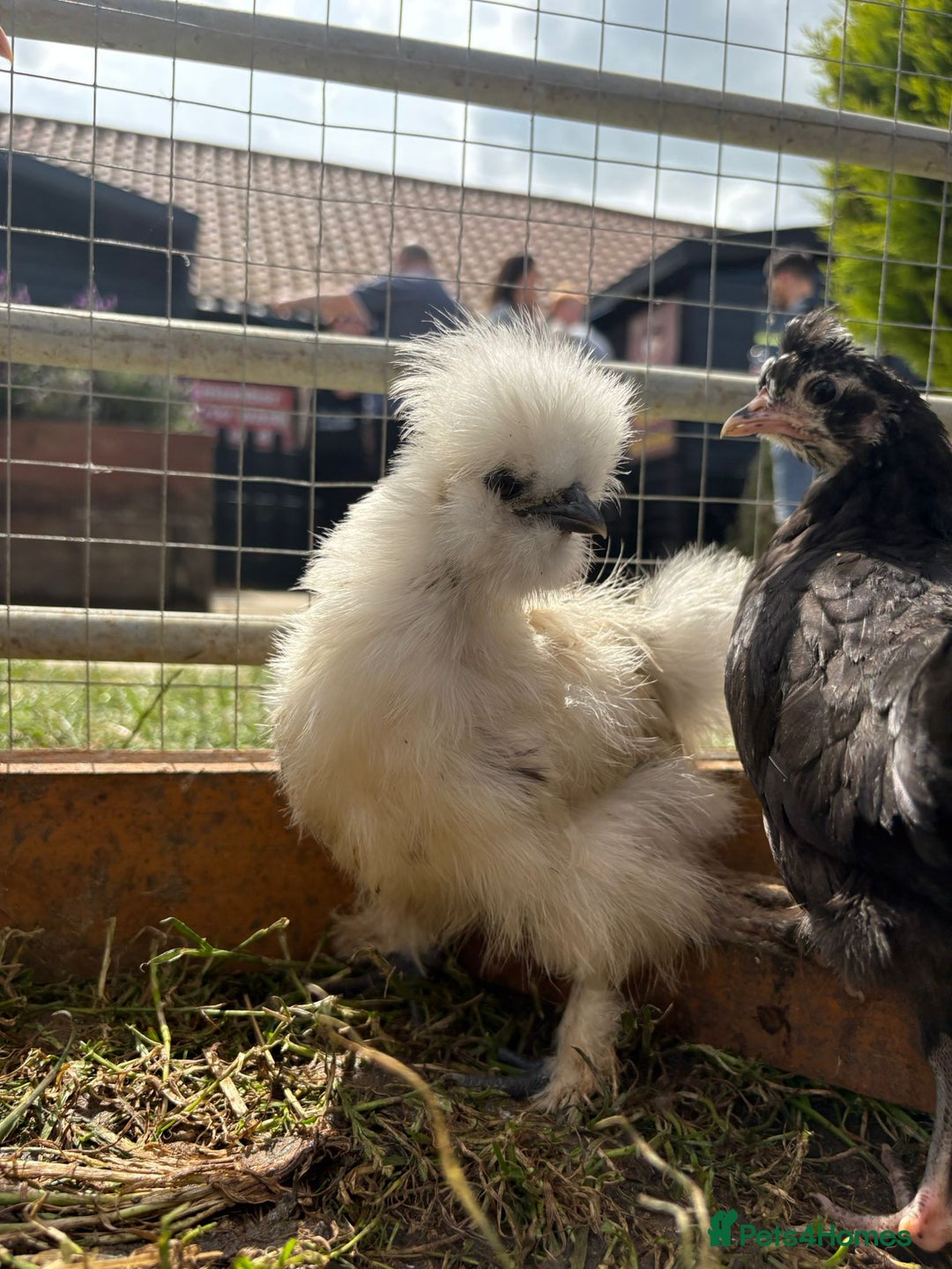 Chickens poultry for sale: Silkie Chickens - Image 2