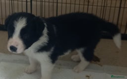 Border Collie dogs for sale: Border Collies for sale - Image 28