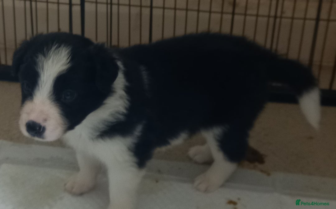 Border Collie dogs for sale: Border Collies for sale - Image 28