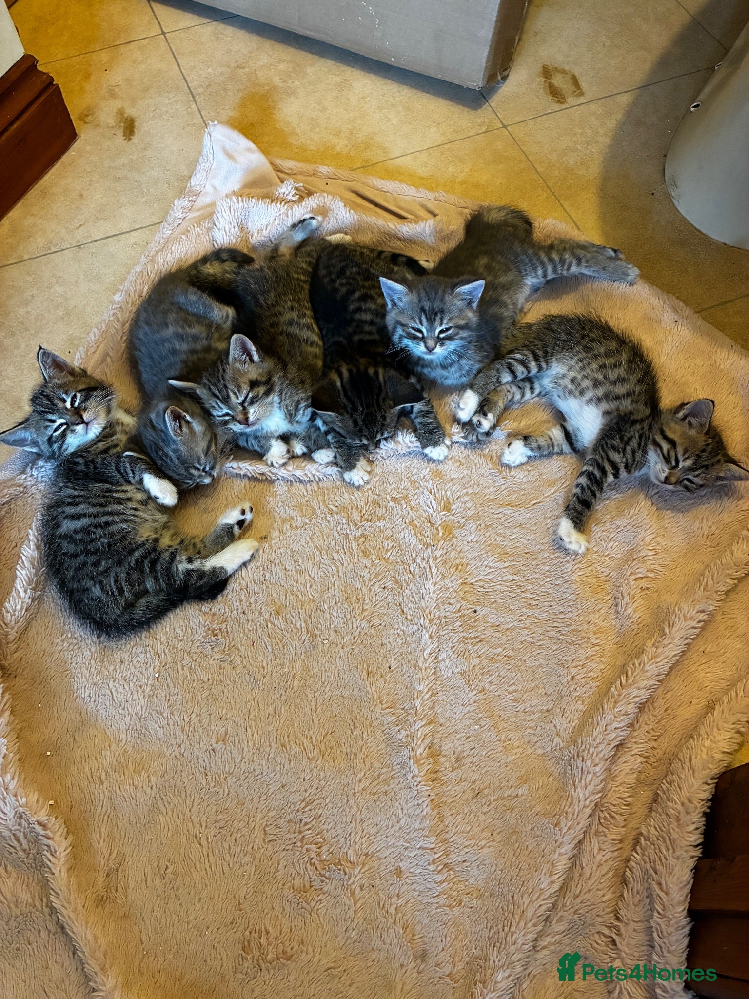 Mixed Breed cats 🐾 Gorgeous half Siberian kittens 🐾  - Advert 10