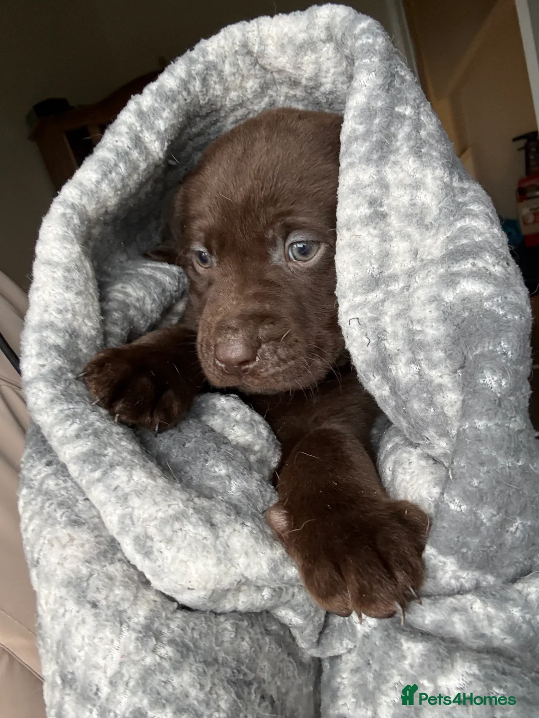 Labrador Retriever dogs for sale: Labrador retriever  - Advert 2