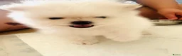 Pomeranian dogs for sale: Adorable little pom-poms looking new parents - Advert 3