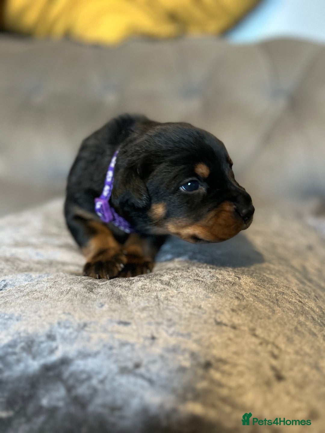 Rottweiler dogs for sale: Ready in 2 weeks bunch of 12 rotwellier puppies  - Advert 7