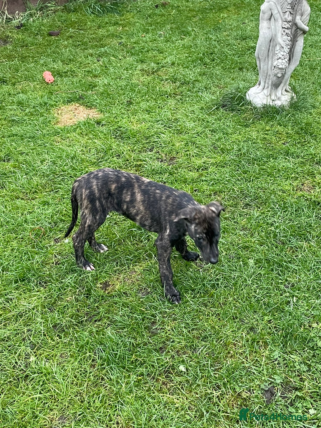 Lurcher dogs for sale: lurcher pups - Advert 14