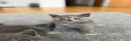 British Shorthair cats for sale: British Shorthair Kittens – Ready Now 🐾 - Advert 8
