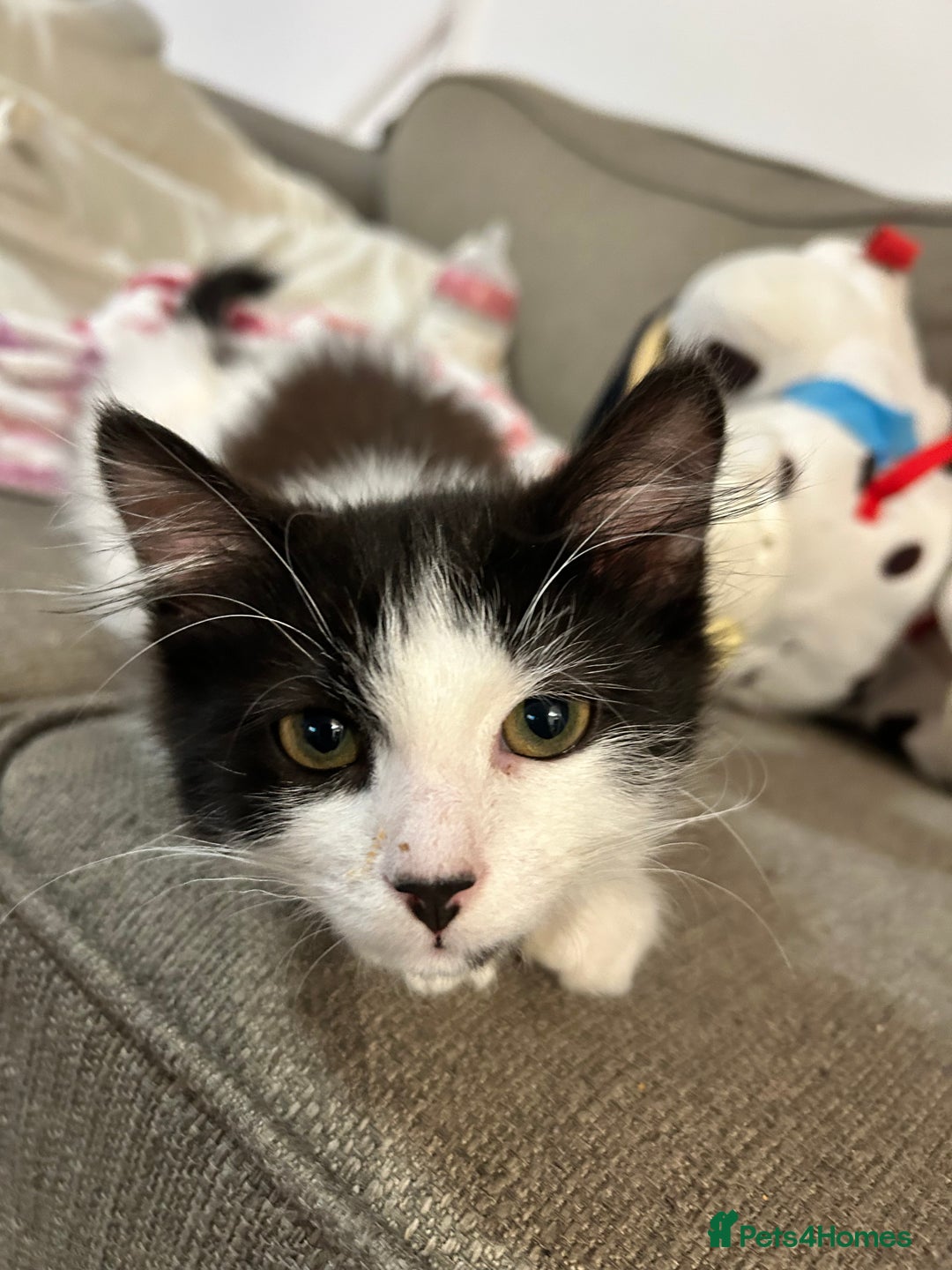 Mixed Breed cats for sale: 2’ beautiful male kittens - Advert 4