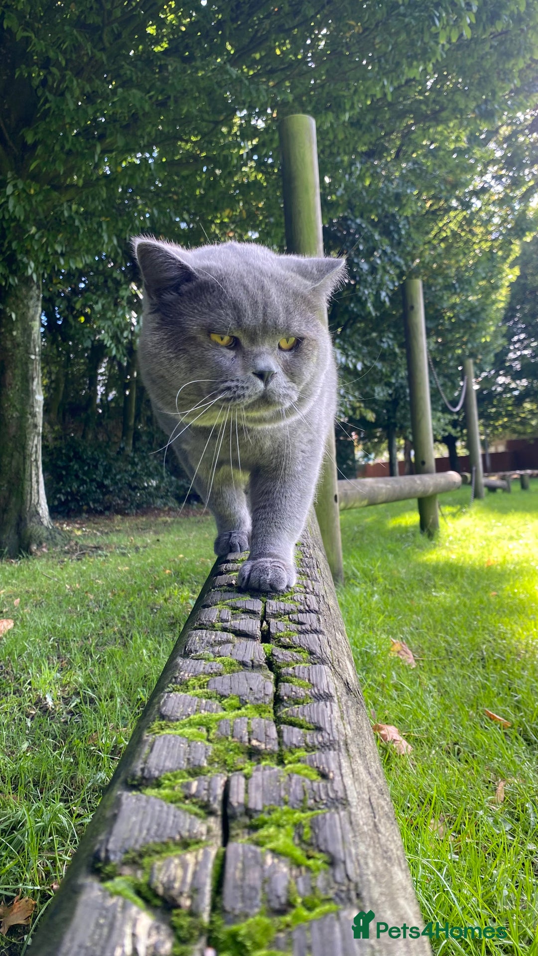 British Shorthair cats for stud: Meet Leo, Active Registered GCCF BHS Stud in Clitheroe - Advert 19