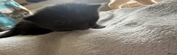 Mixed Breed cats for sale: Beautiful litter off 5 - Advert 6