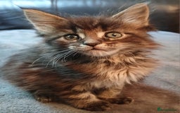 Maine Coon cats for sale: Beautiful girl!! TICA reg Maine Coon Ready Now!! in Diss - Image 7