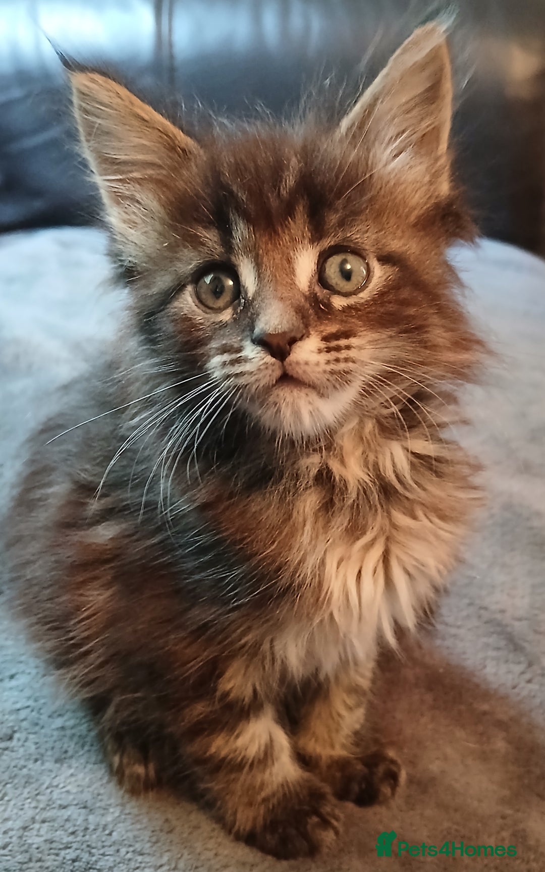 Maine Coon cats for sale: Beautiful girl!! TICA reg Maine Coon Ready Now!! in Diss - Image 7