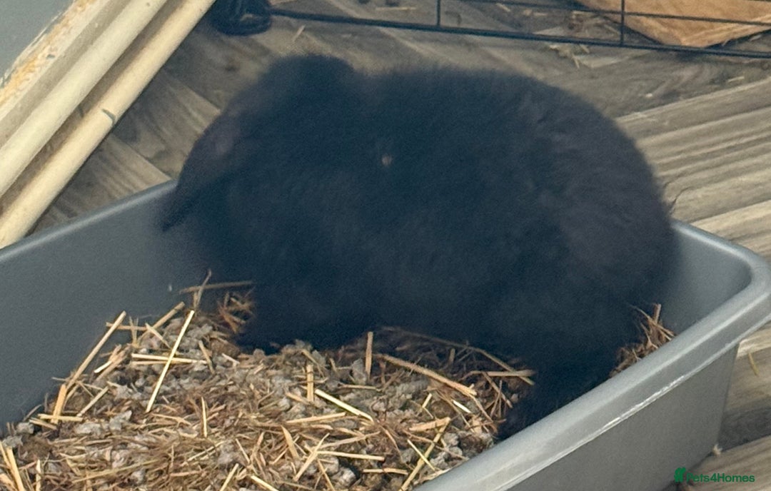 Mini Lop rabbits for sale: 🐰🐰 Mini Lop Rabbit’s 🐰🐰 - Image 5