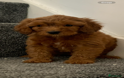 Cavapoo dogs for sale: Small Cavapoo puppies (toy poodle) - Image 5