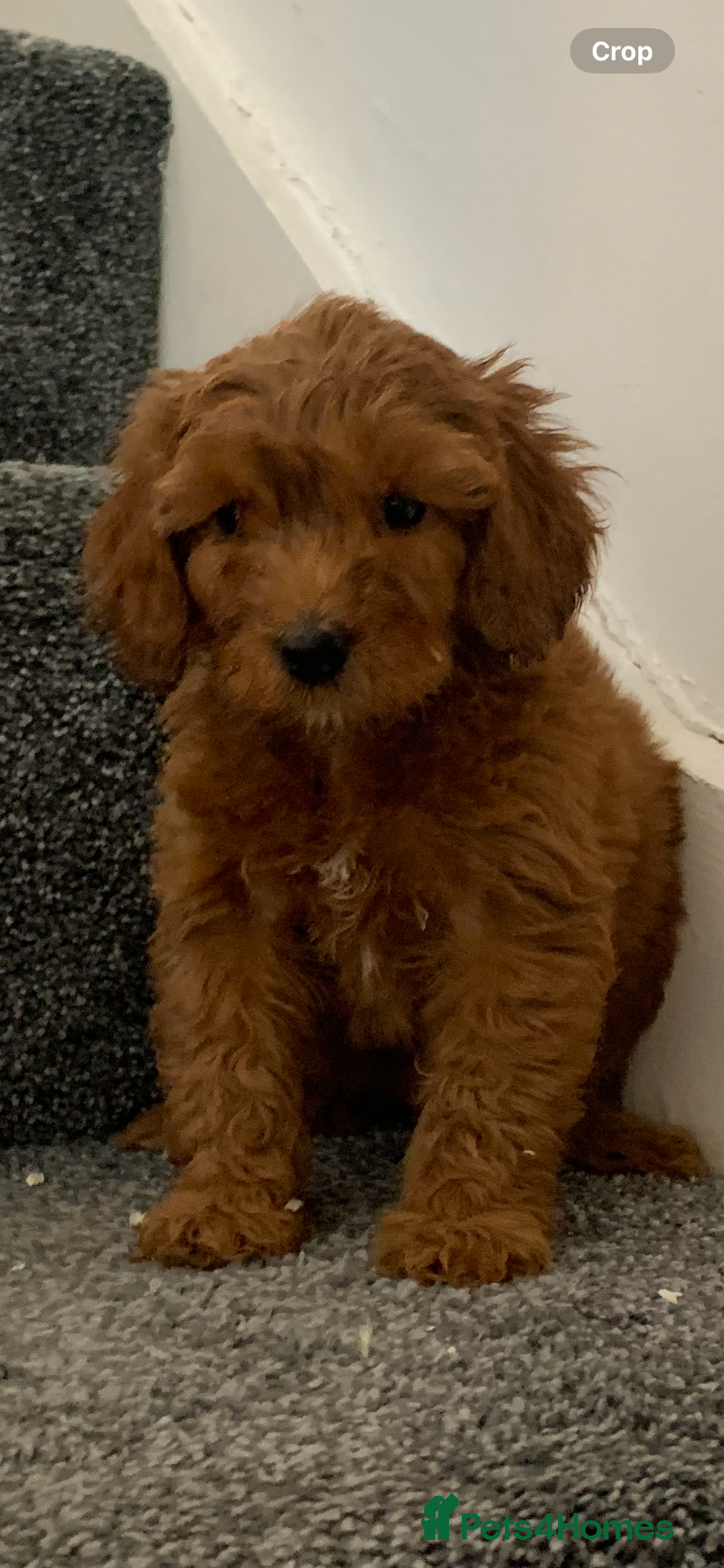 Cavapoo dogs for sale: Small Cavapoo puppies (toy poodle) - Image 5