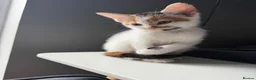 Mixed Breed cats for sale: 5 lovely kittens for sale  - Advert 30