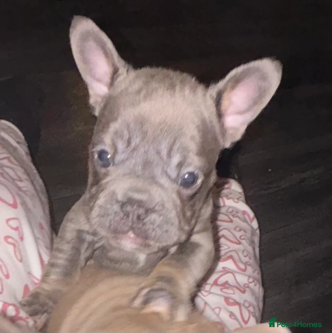 French Bulldog dogs for sale: French bulldog puppies  - Advert 16