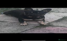 French Bulldog dogs for sale: Male French bulldog  - Image 1