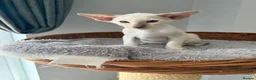 Siamese cats for sale:  Gccf registered Siamese’s  - Advert 12
