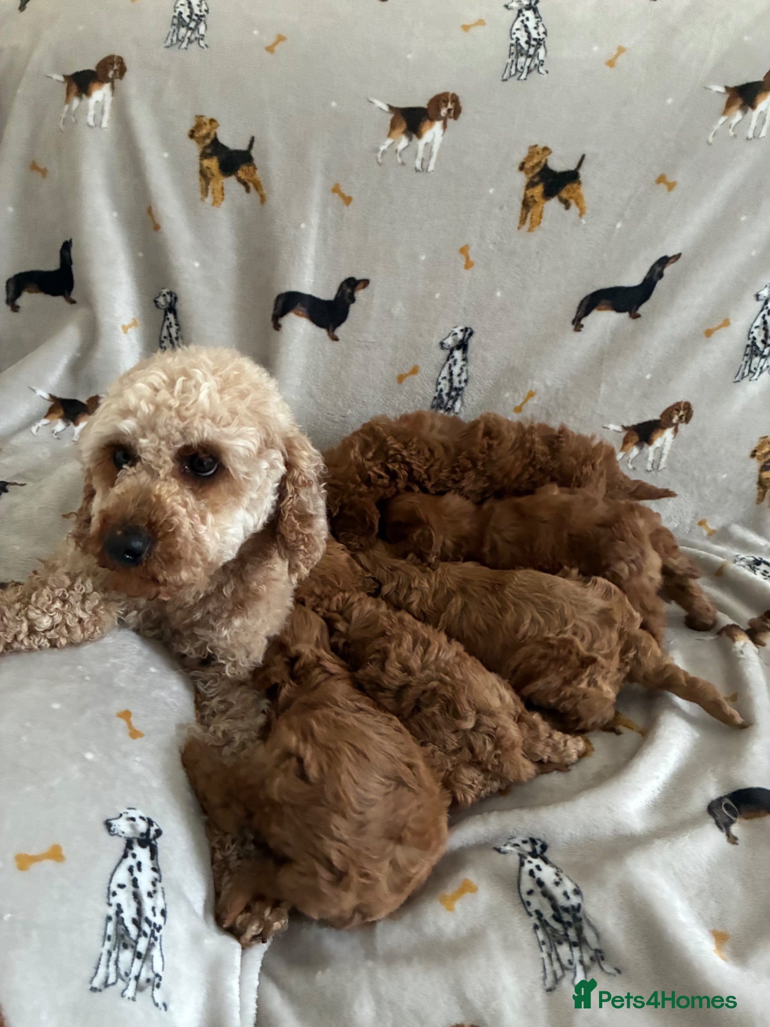 Cavapoo dogs We have a gorgeous litter of Cavapoo puppies  - Advert 1