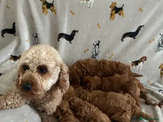 Cavapoo dogs We have a gorgeous litter of Cavapoo puppies - Advert 1