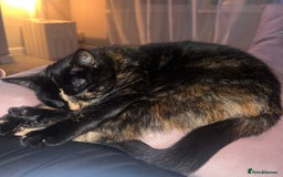 Domestic Shorthair cats for sale: Two beautiful cats looking for a new loving home. - Advert 9