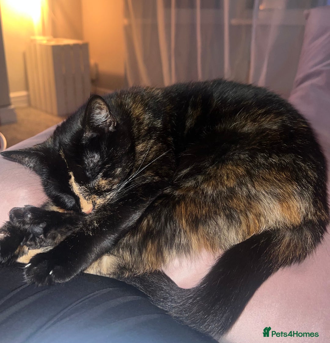 Domestic Shorthair cats for sale: Two beautiful cats looking for a new loving home. - Advert 9