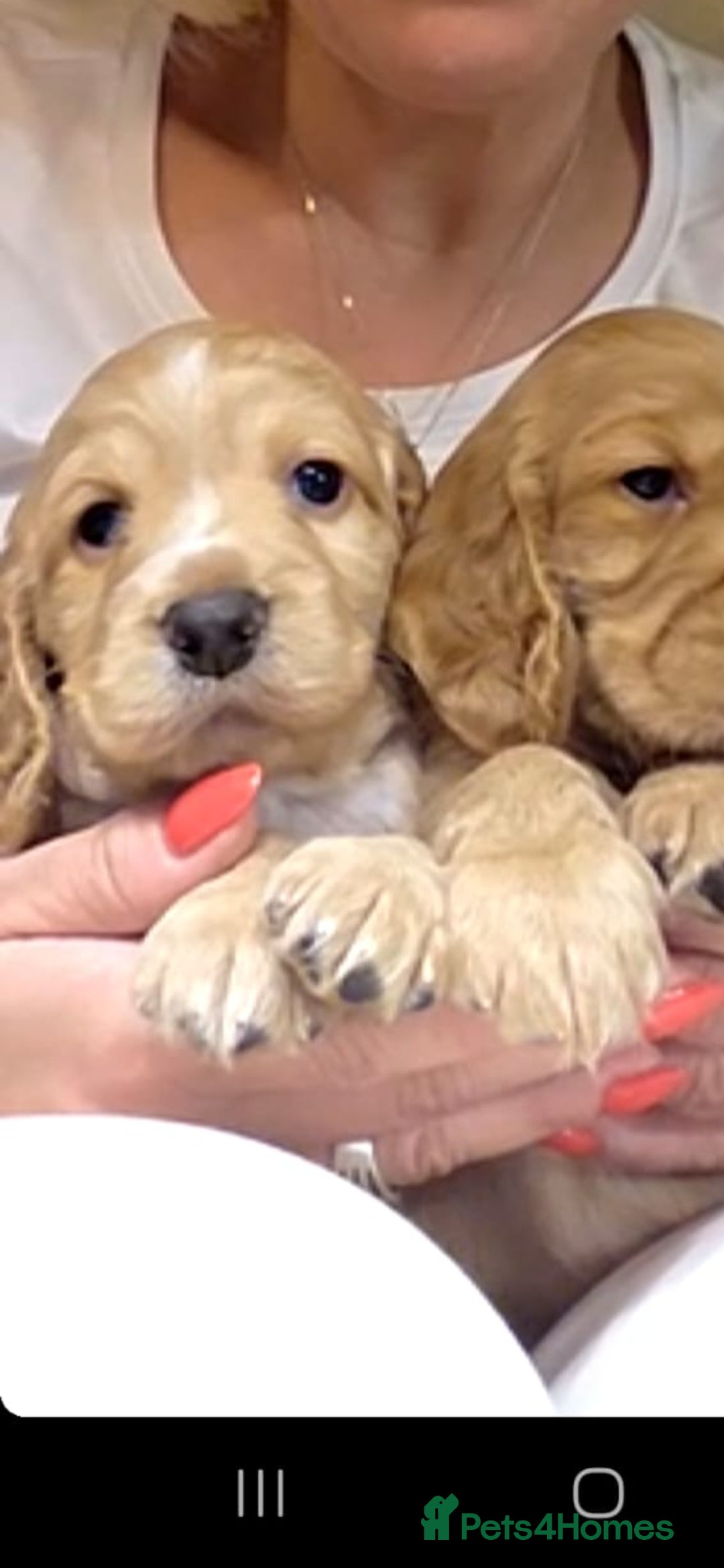 Cocker Spaniel dogs for sale: Beautiful and sweet puppy😊 - Image 3
