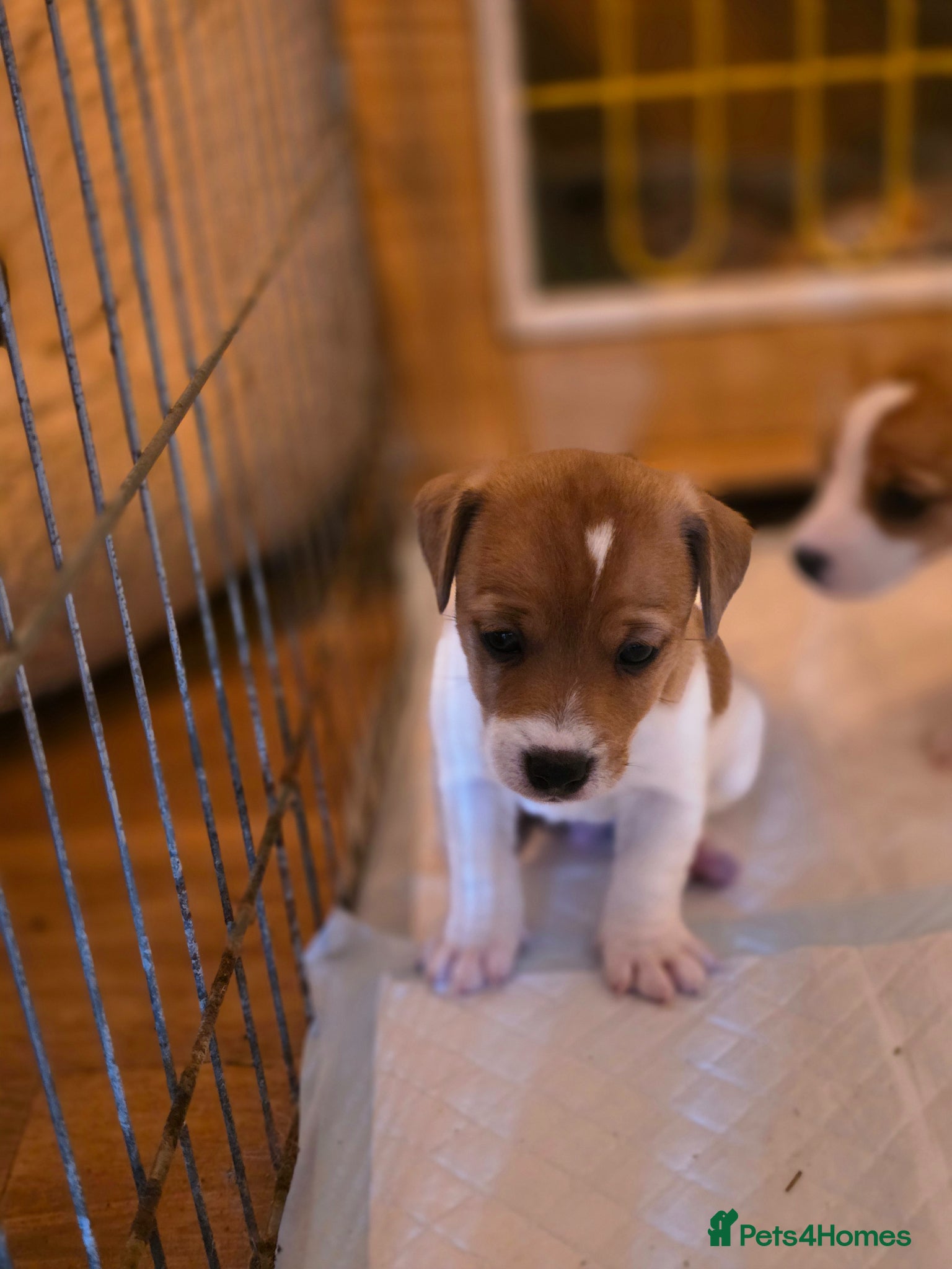Jack Russell dogs Mini jack russel pups ready 13 june deposit secure - Advert 1