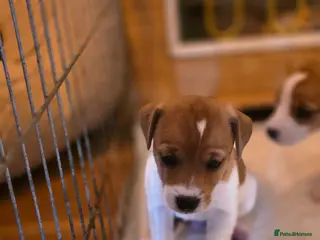 Jack Russell dogs Mini jack russel pups ready 13 june deposit secure - Advert 1
