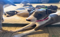 Whippet dogs for sale: 8 Week Old Whippet Puppies  - Advert 16