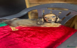 Miniature Dachshund dogs for sale: minature long haired daschund  - Image 1