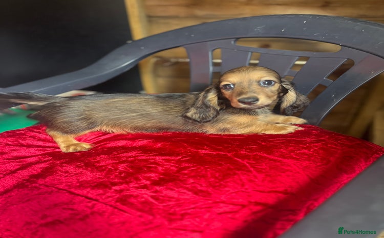 Miniature Dachshund dogs - Advert 12