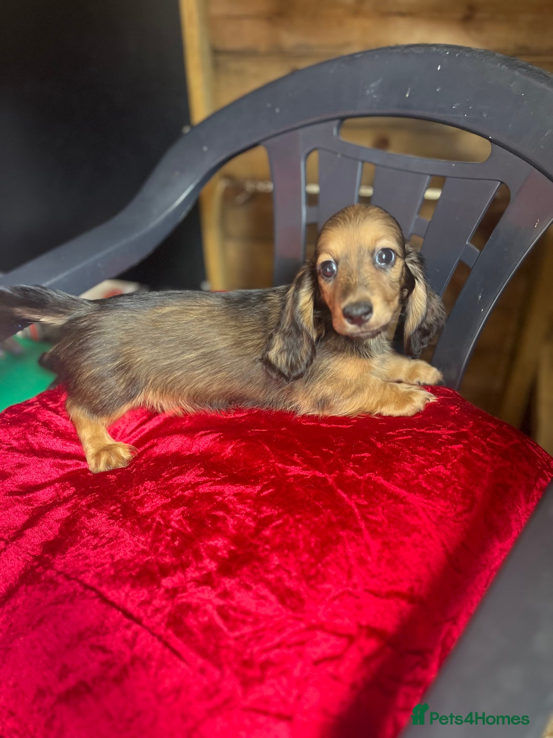 Miniature Dachshund dogs for sale: minature long haired daschund  - Image 1