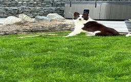 Border Collie dogs for sale: Border collie chocolate & white bitch 6 months old - Advert 4