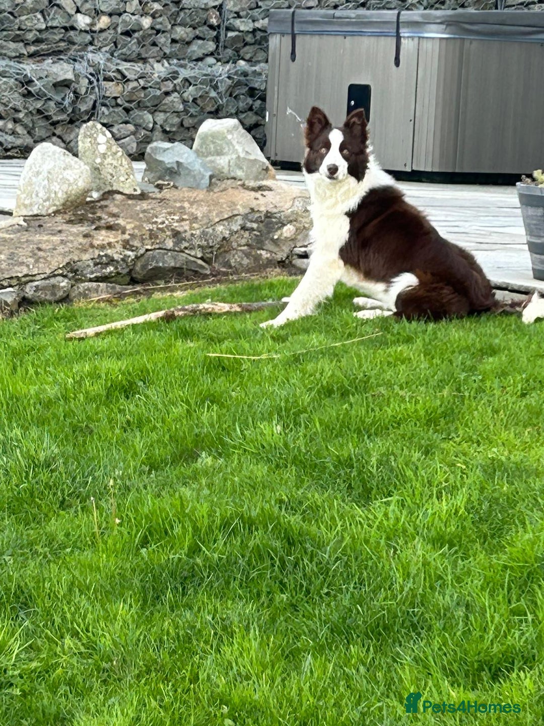 Border Collie dogs for sale: Border collie chocolate & white bitch 6 months old - Advert 4