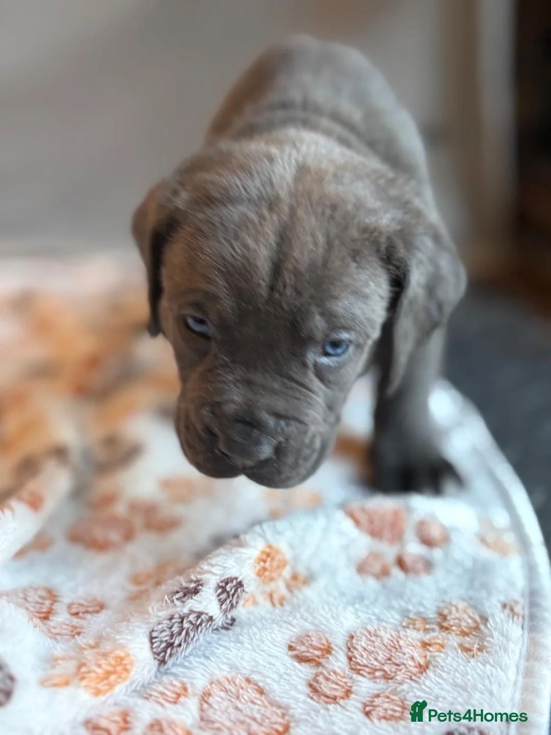 Mixed Breed dogs for sale: 🔥3 Left Cane Corso x Presa Puppies Ready 22Apr🔥 - Advert 1