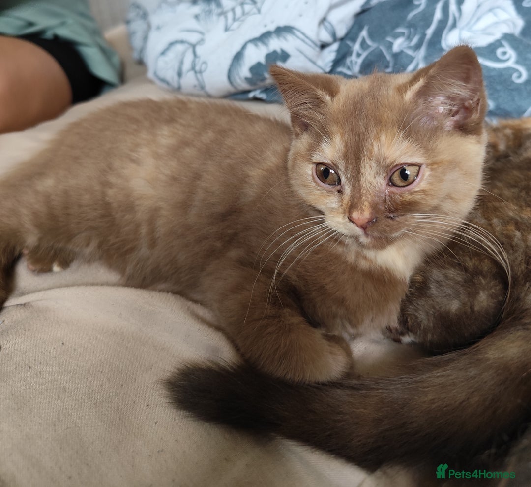 British Shorthair cats for sale: British short hair kittens - Image 4