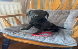 Labrador Retriever dogs for sale: Beautiful KC Reg Labrador Pups - Image 3